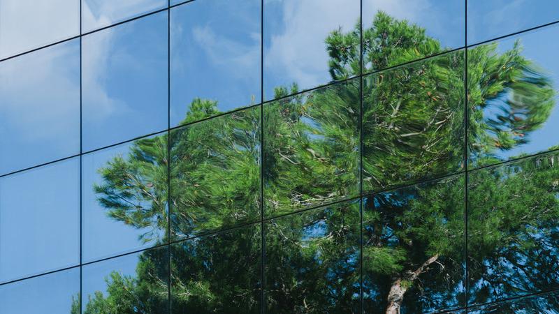 Tree Reflected on a Glass Building Facade