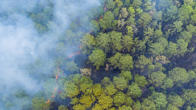Panorama aerial wildfire is burning trees dry grass in the forest