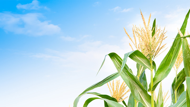 Se débarrasser des ravageurs du maïs