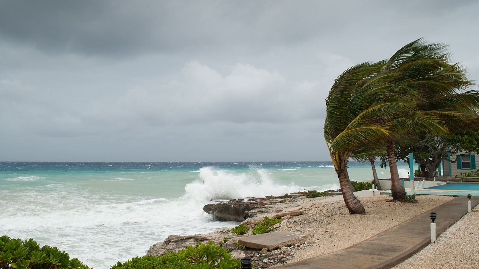Palm trees on a beach in hurricane wind