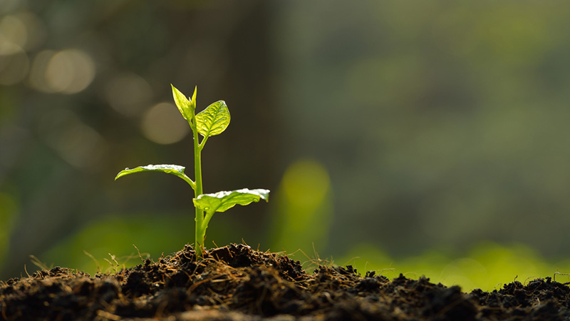 朝日に照らされている苗