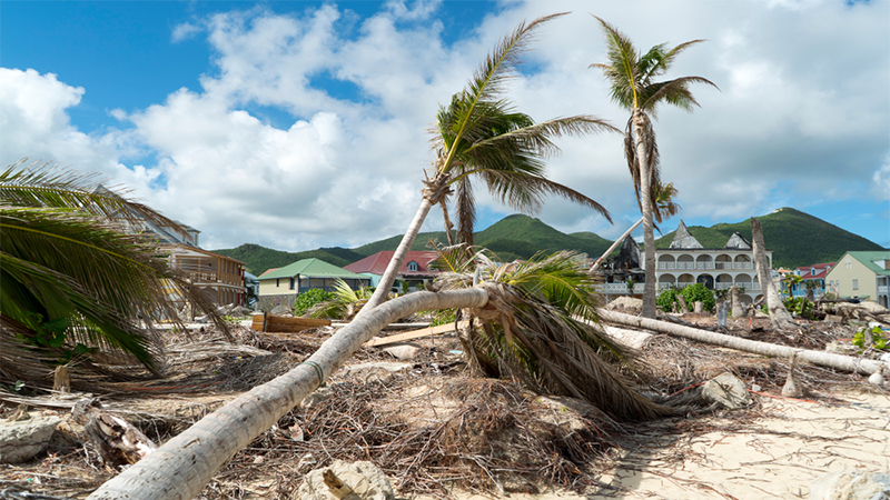 Hurricane Irma aftermath destruction to some of st.maarten/stmartin beaches blowing down trees and uprooting some on the beach.