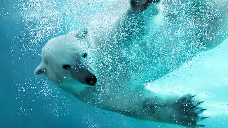 Polar Bear under water