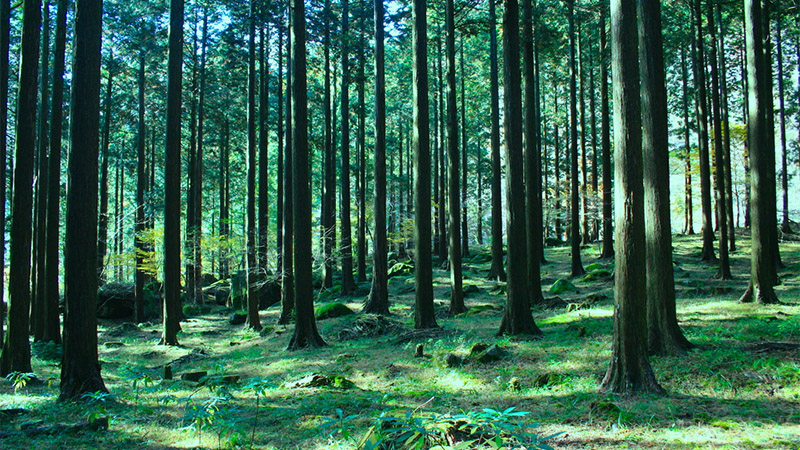 Japanese forest