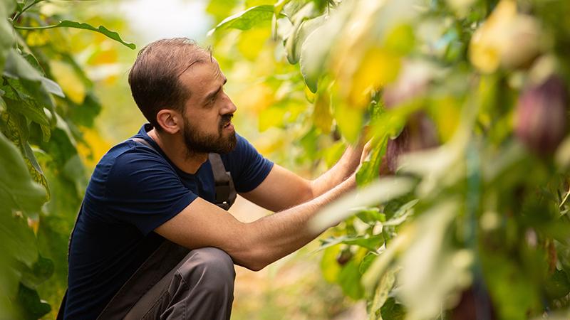 Eggplant in a modern greenhouse