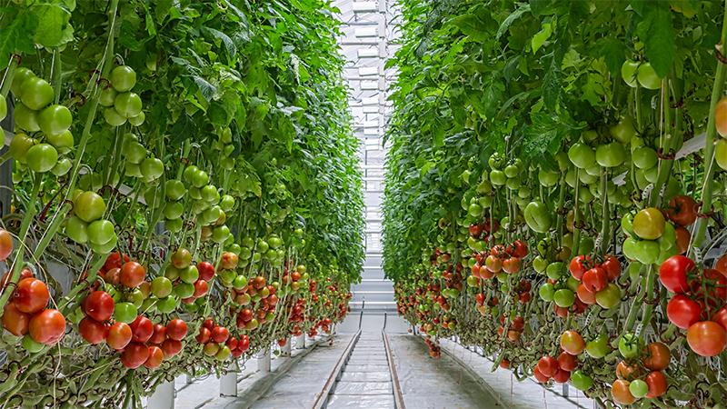 在温室中种植西红柿