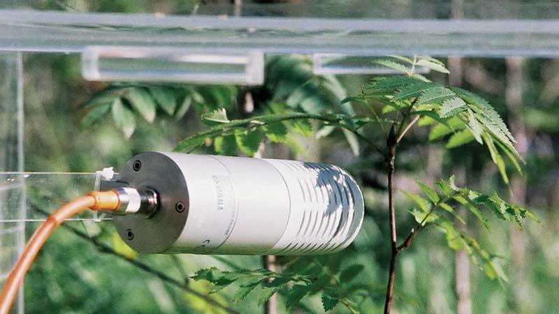 GMP343 in a forest respiration box