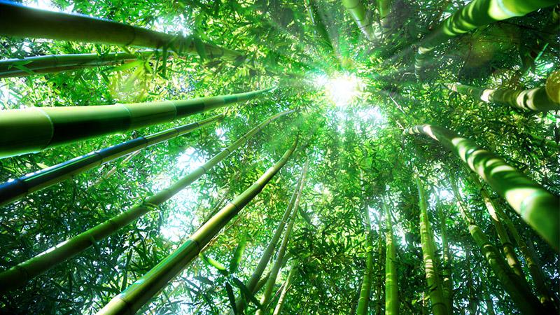 Bamboo forest upward view, Japan