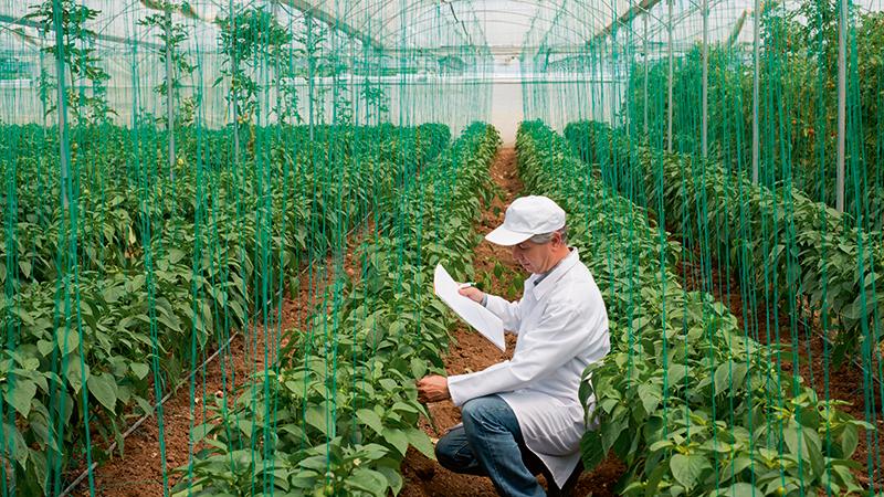 Greenhouse measurements