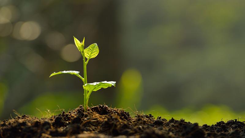 Young plant in the morning light