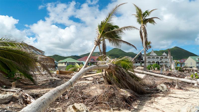 Hurricane Irma aftermath destruction to some of st.maarten/stmartin beaches blowing down trees and uprooting some on the beach.