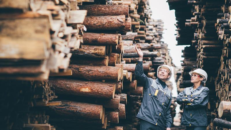 Timber workers outside