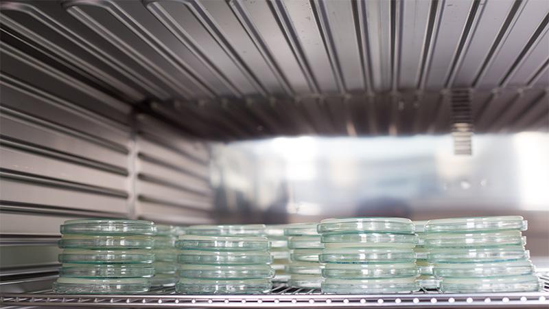 Petri dishes in incubator