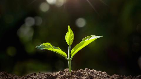Plant in soil