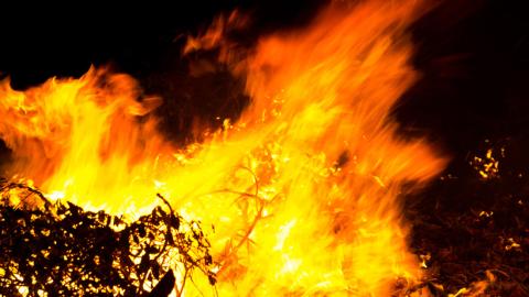 Forest fire