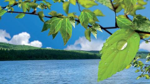 Birch branch with lake in the background