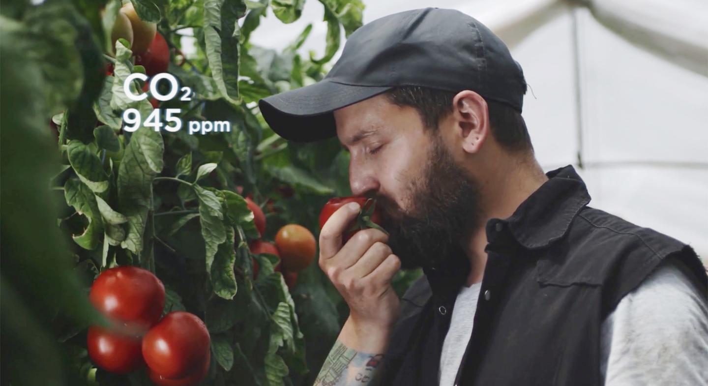 Greenhouse and tomatoes