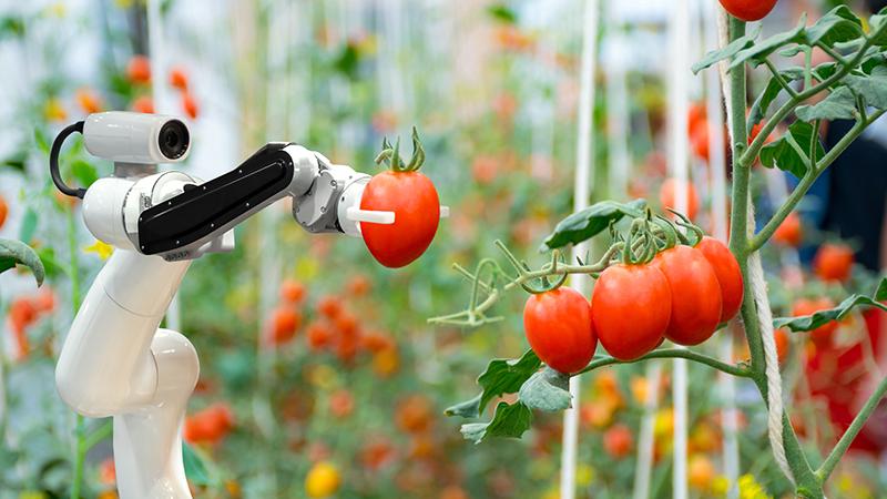 Robot in a tomato greenhouse 