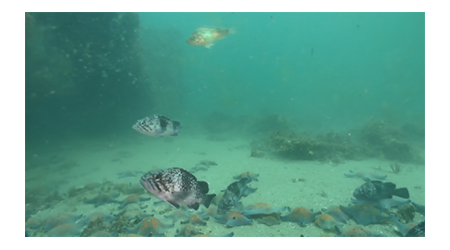 China marine ranch operations