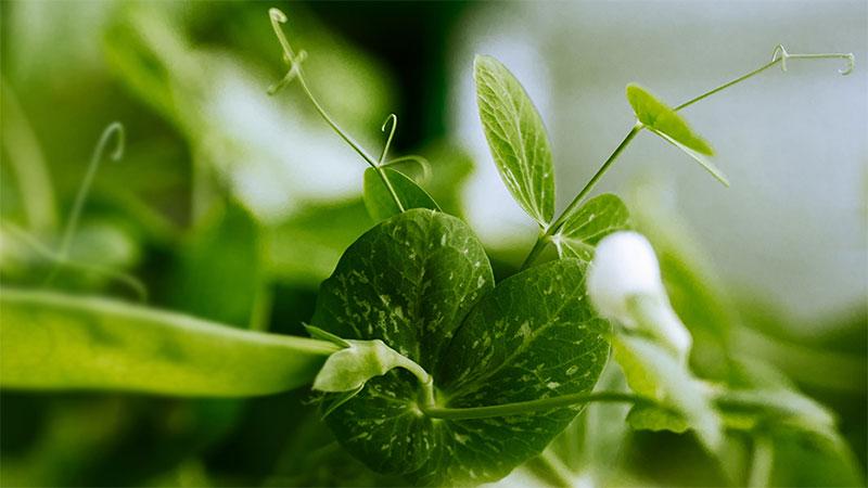 Peas growing in the greenhouse