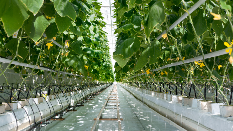 greenhouse