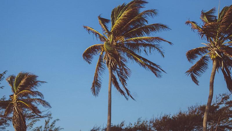 Palm trees in wind