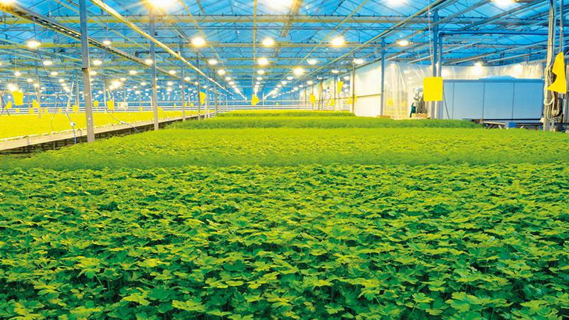 Greenhouse