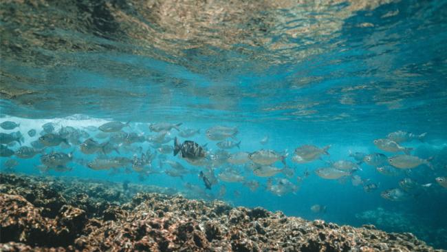 A marine ranch in China improves operational resiliency with local Vaisala meteorological observations.