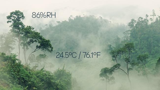Misty jungle, humidity and temperature
