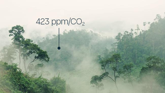 Misty jungle scenery