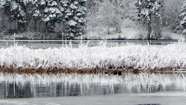 Lake and forest in winter