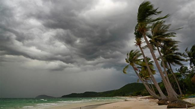 Palm trees in storm