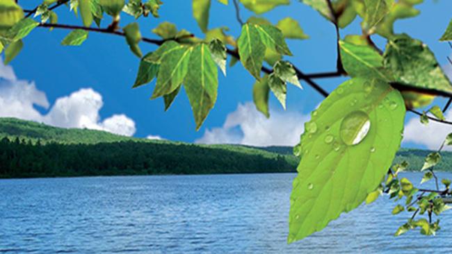 Leaves and lake background
