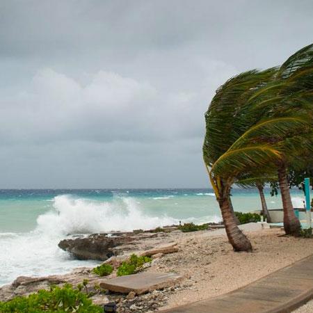Palm trees in hurricane winds
