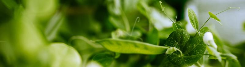 Peas growing in the greenhouse