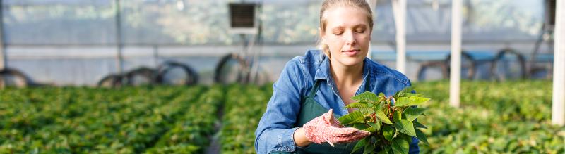 Poinsettia Seedings in a greenhouse