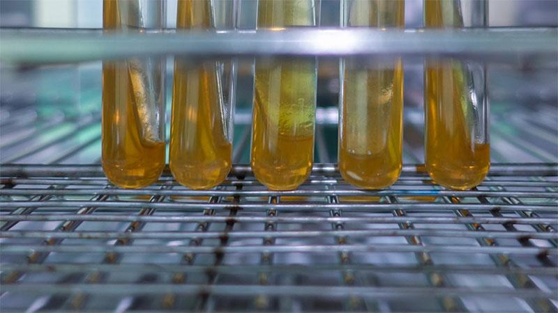 Test tubes in an incubator
