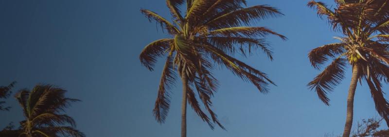 Palm trees bending in wind