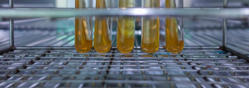 Test tubes in an incubator