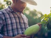 Mango farmer