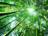 Bamboo forest upward view, Japan