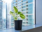 Indoor Air Quality in Office Buildings