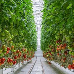 Growing tomatoes in a greenhouse