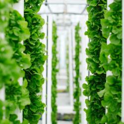 Lettuce-And-Greens-Grown-Vertically