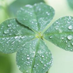 Clover with droplets