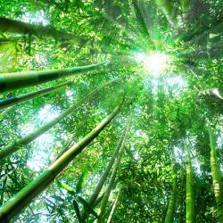 Japanese Bamboo Forest