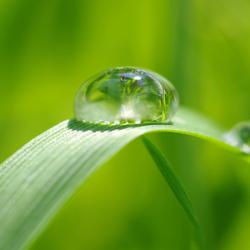 Dejar caer sobre una hoja verde - humedad