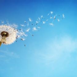 Dandelion in the wind