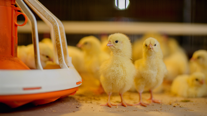 CO2 measurement in chicken farms
