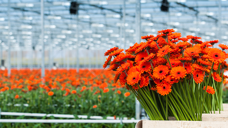 CO2 measurement in a greenhouse